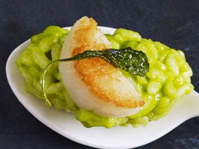 Krämig risotto som blir vackert grön av örtjuice på rucola och basilika. Toppa med stekta pilgrimsmusslor och friterade salviablad. Perfekt som förrätt eller mellanrätt på menyn. Trevlig att servera risotton på smakskedar som en amuse bouche, vilket garanterat får gästerna att känna sig välkomna.